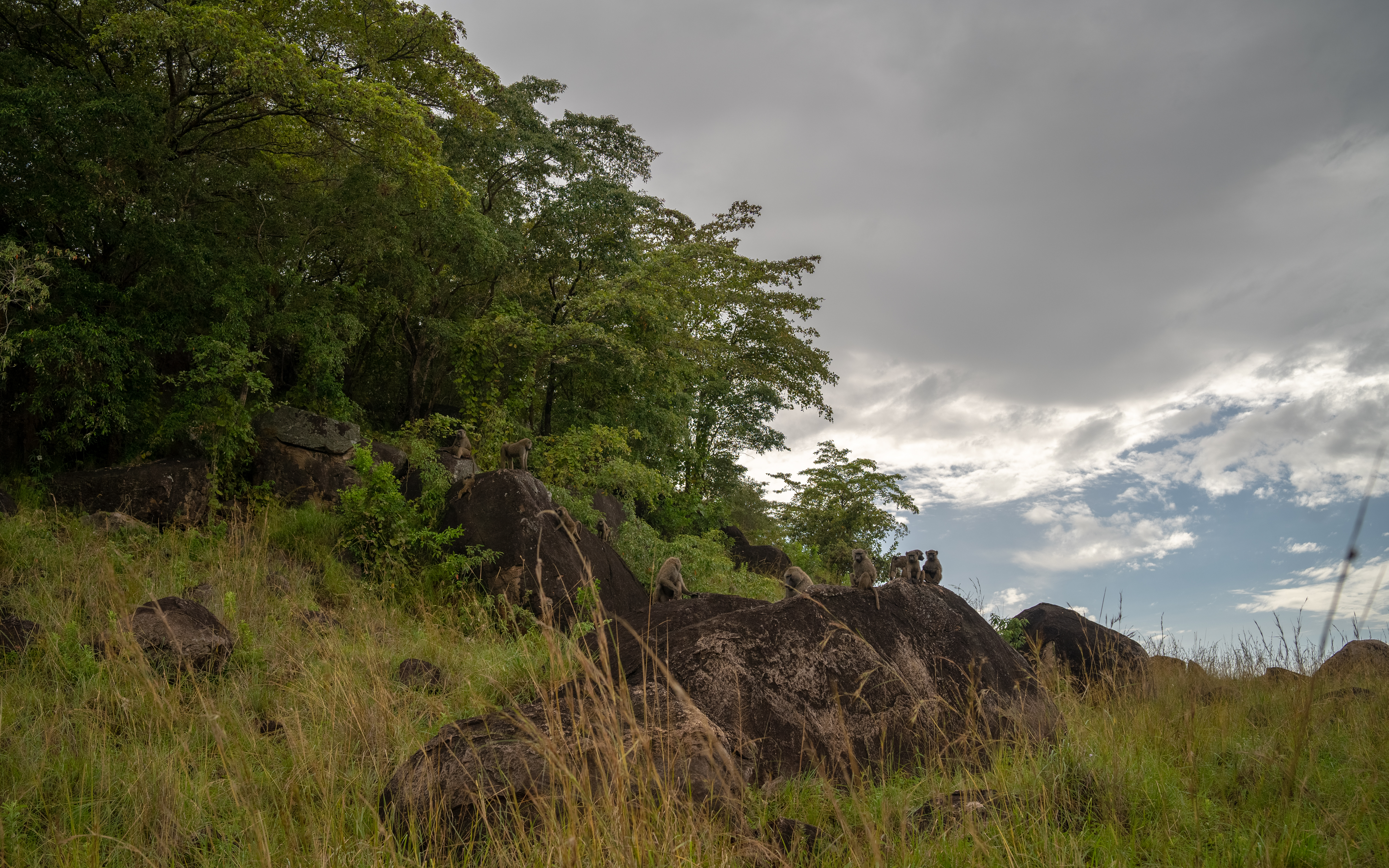 4 Days Kidepo Valley Safari